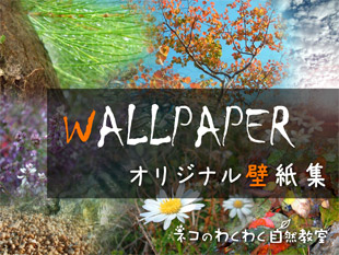 WALLPAPER　〜オリジナルの壁紙がダウンロードできます〜